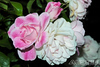 Aussie-Photography > Roses 08 photo